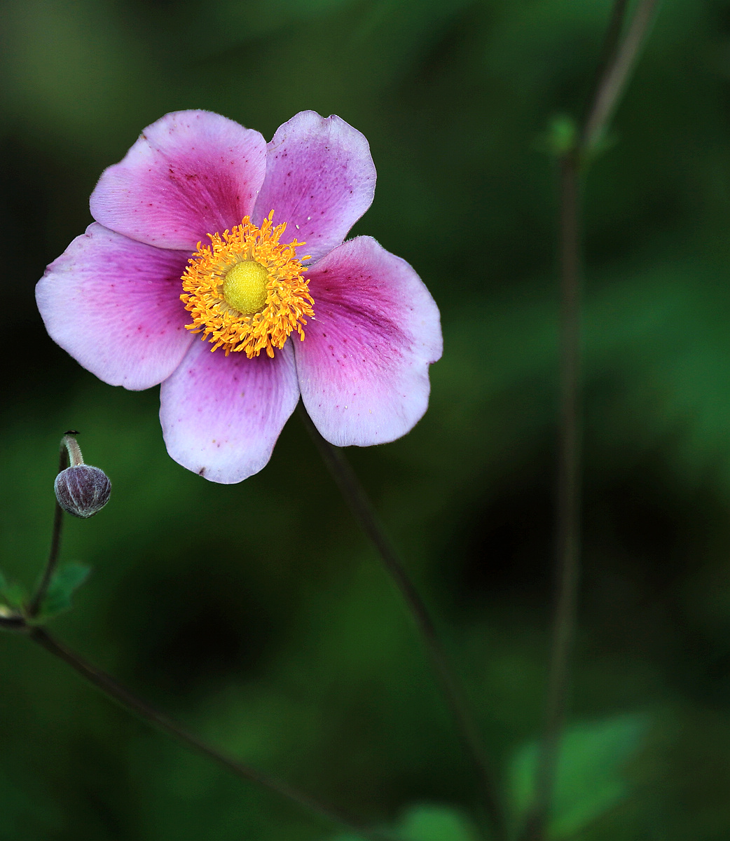 野棉花1