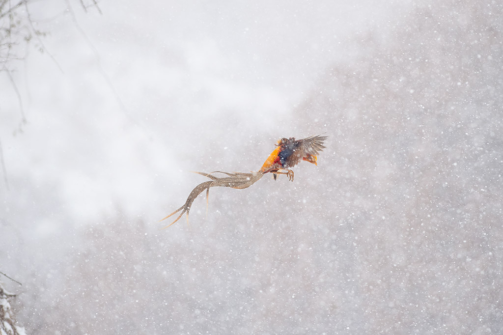 雪中凤凰飞