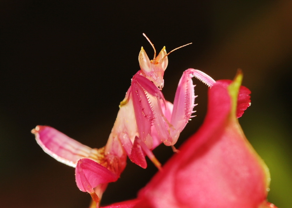 第五届"金鹤奖"全国数码摄影大赛 动物类 《美丽的兰花螳螂》