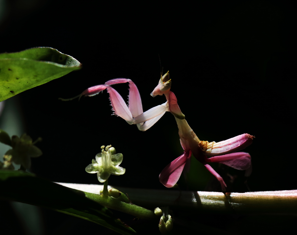 第五届"金鹤奖"全国数码摄影大赛 动物类 《美丽的兰花螳螂》
