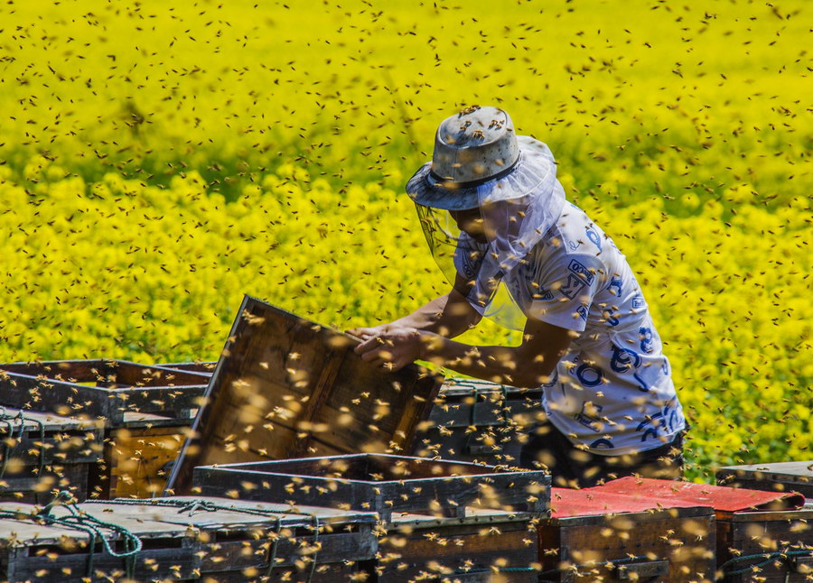 花香蜂"密"