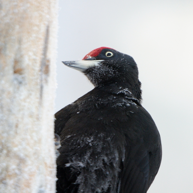 black-woodpecker-6647-by-jari-peltomki_27445701331_o.jpg