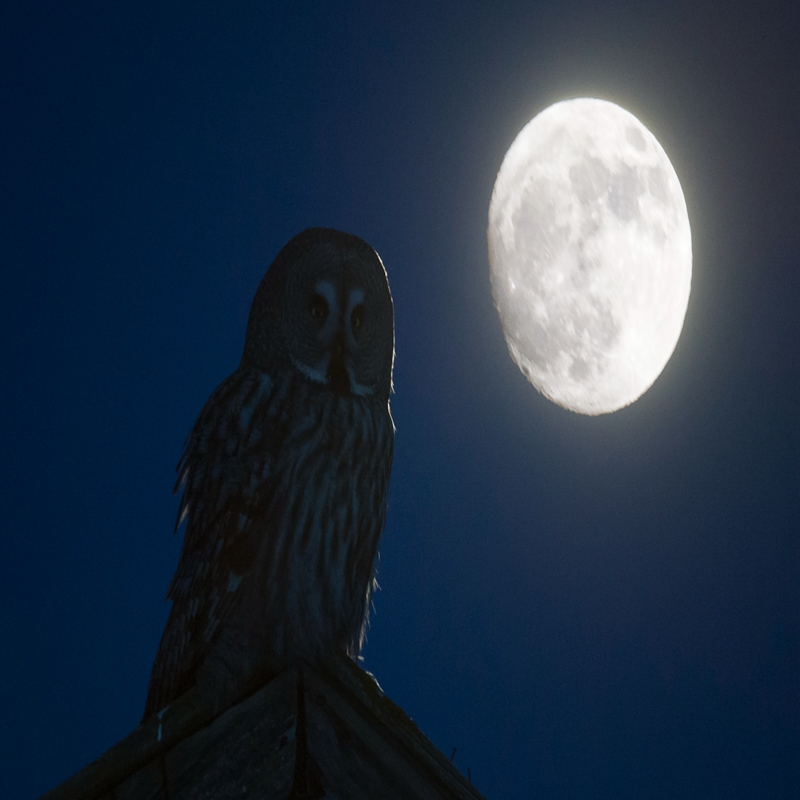 great-grey-owl-with-full-moon-1380-by-jari-peltomki_27483634076_o.jpg